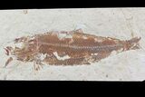 Cretaceous Fossil Fish (Organotegatum) - Lebanon #70264-1